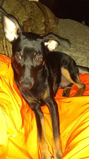 Pet Supply Store «Petco Animal Supplies», reviews and photos, 1065 Kennedy Rd, Windsor, CT 06095, USA