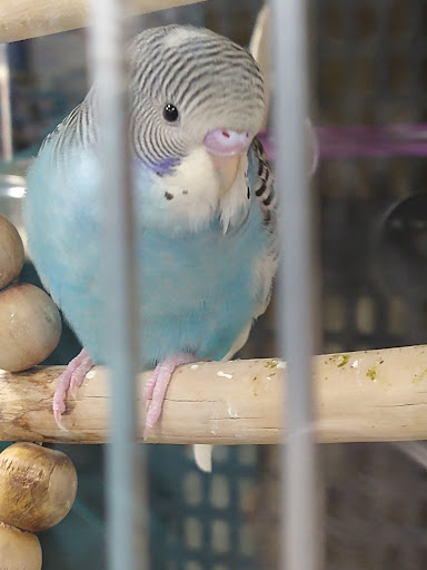 Pet Supply Store «PetSmart», reviews and photos, 585 Main St, Brookfield, WI 53005, USA