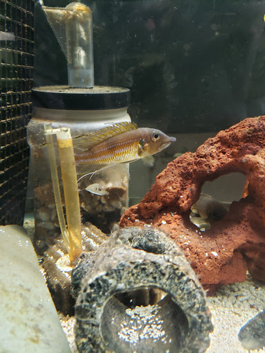 Aquarium Shop «Something Fishy Inc.», reviews and photos, 4764 State Rd, Cleveland, OH 44109, USA