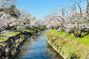 Shinsakai River Sakura image
