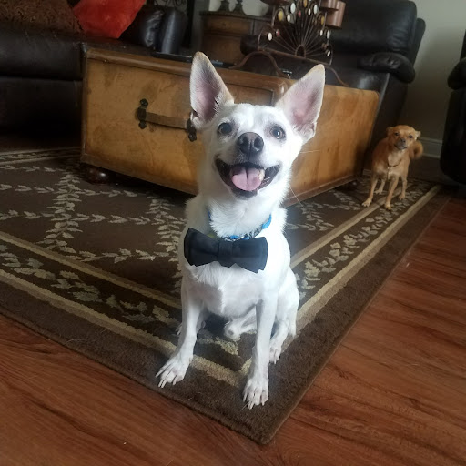 Explore kacey musgraves tattoo ideas, creative tattoo ideas in West Hollywood, available at The Honorable Society Tattoo Shop