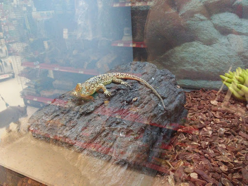 Pet Supply Store «Petco Animal Supplies», reviews and photos, 10190 W McDowell Rd, Avondale, AZ 85323, USA