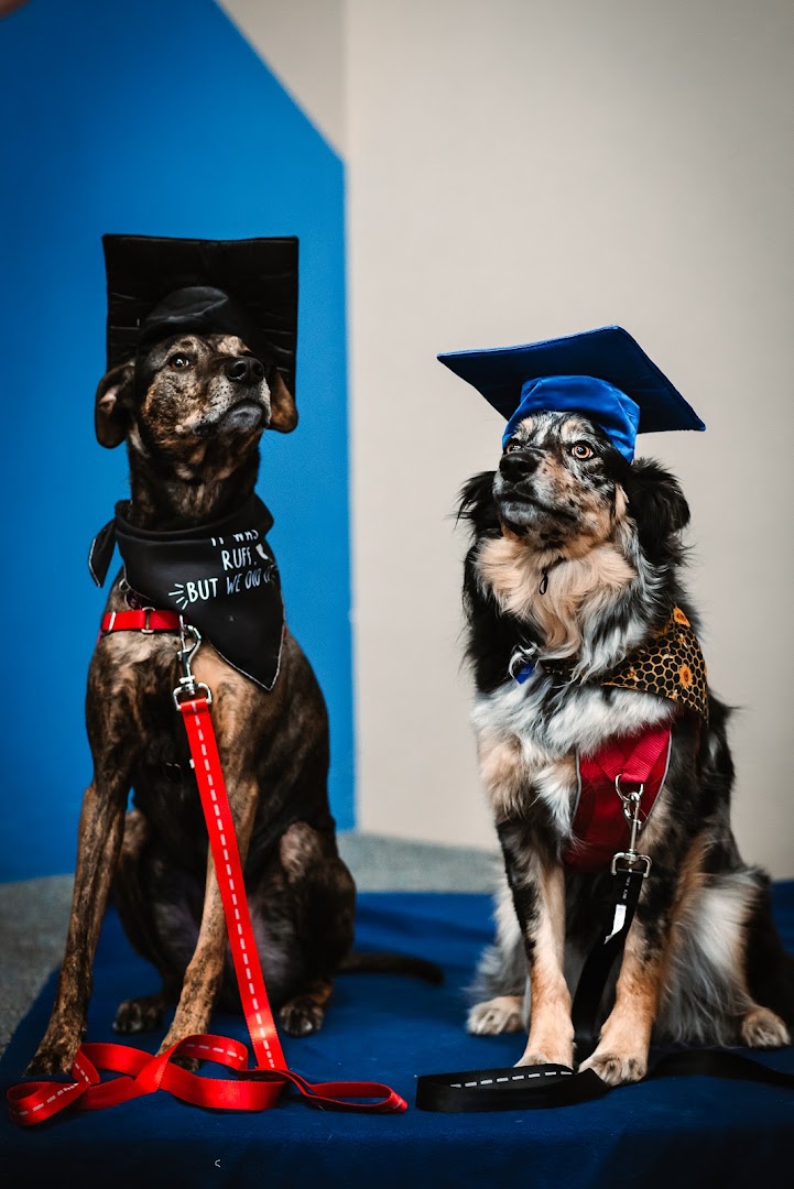 A Friend Indeed Dog Training