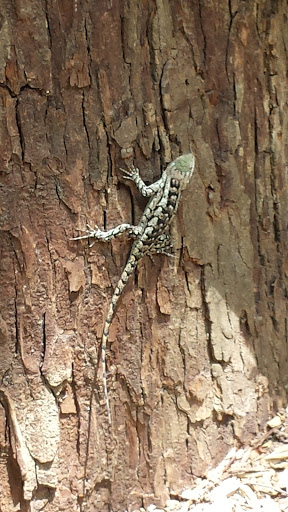 Botanical Garden «Zilker Botanical Garden», reviews and photos, 2220 Barton Springs Rd, Austin, TX 78746, USA