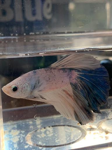 Pet Store «Fins And Feathers», reviews and photos, 222 Willow Ave, Honesdale, PA 18431, USA