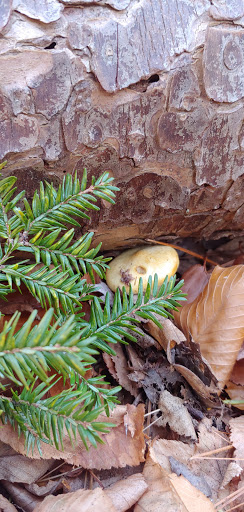 State Park «Wilson Mountain Reservation», reviews and photos, 384 Common St, Dedham, MA 02026, USA