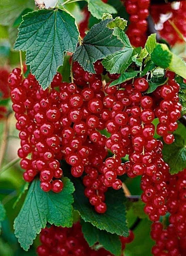 Grocery Store «Fiesta Mart», reviews and photos, 1603 Spencer Hwy, South Houston, TX 77587, USA