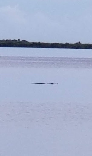 Nature Preserve «Scottsmoor Flatwoods Sanctuary East», reviews and photos, 6000 Magoon Ave, Mims, FL 32754, USA