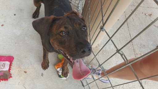 Pet Supply Store «Petco Animal Supplies», reviews and photos, 3060 Evans St #105, Greenville, NC 27834, USA