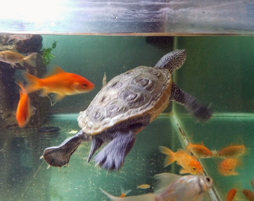 Petco image