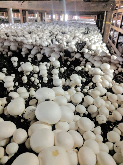 To-Jo Mushrooms Inc