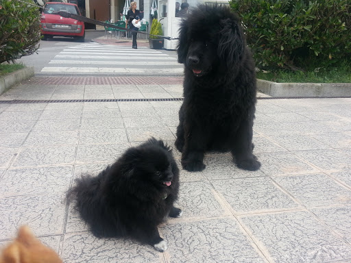 Clínica Veterinaria Guau en Aviles