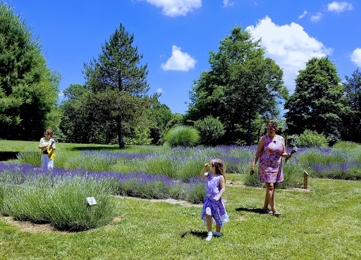 Farm «Blooming Hill Lavender Farm», reviews and photos, 19929 Telegraph Springs Rd, Purcellville, VA 20132, USA