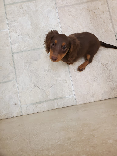 Pet Supply Store «Your Pet Experts», reviews and photos, 1665 State Hill Rd #490, Wyomissing, PA 19610, USA