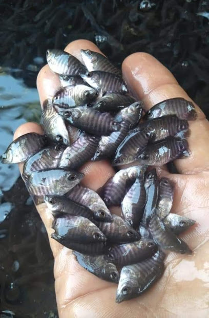 Penjualan bibit ikan gurami Cahya Gurami