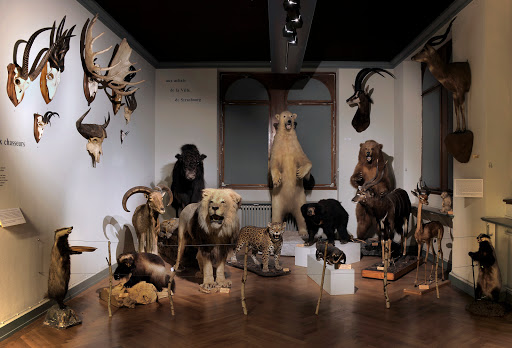 Musée zoologique de Strasbourg