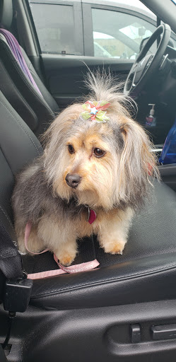 Pet Supply Store «PetSmart», reviews and photos, 10309 156th St E, Puyallup, WA 98373, USA