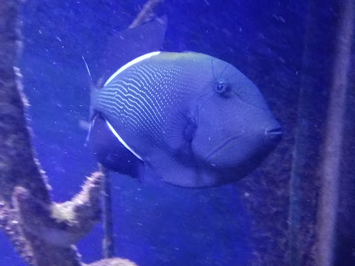 Tropical Fish Store «BluReef Aquarium», reviews and photos, 2198 Flatbush Ave, Brooklyn, NY 11234, USA