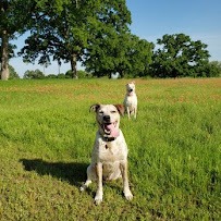 Canine Clubhouse - Photo 5 - Car repair in , Carrollton