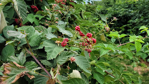 Farm «Lewin Farms», reviews and photos, 812 Sound Ave, Calverton, NY 11933, USA