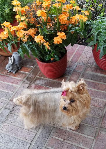 Pet Store «PetSmart», reviews and photos, 6545 North Grand Parkway West Suite 104, Spring, TX 77389, USA