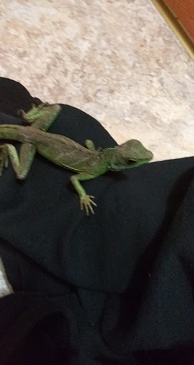 Pet Store «Critter Pet Shop», reviews and photos, 19309 Ecorse Rd, Allen Park, MI 48101, USA