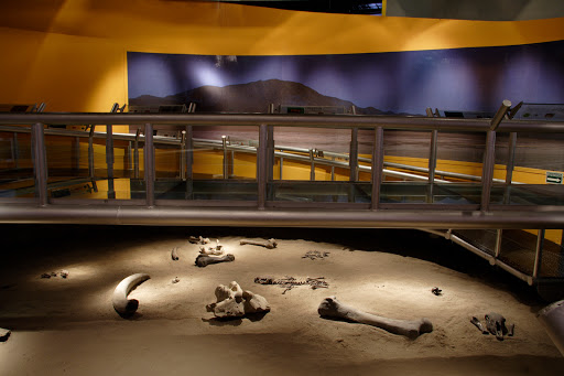Museo de Paleontología de Guadalajara