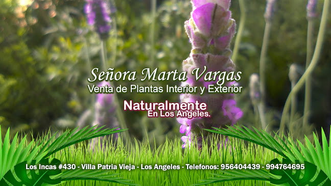 Señora Marta Vargas - Venta de plantas Interior y Exterior
