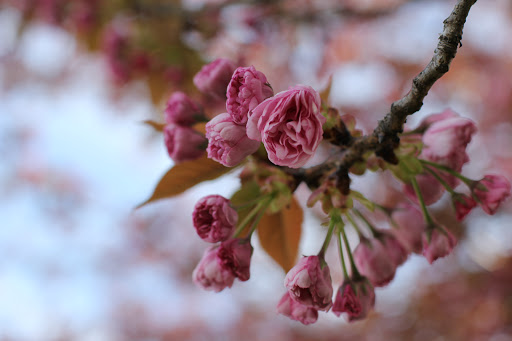 Thrift Store «Montgomery County Thrift Shop», reviews and photos, 7125 Wisconsin Ave, Bethesda, MD 20814, USA