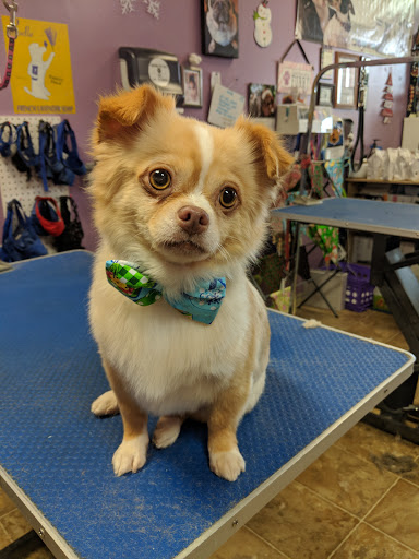 Pet Groomer «Furry Tails Pet Grooming», reviews and photos, 865 Cypress Pkwy, Poinciana, FL 34759, USA