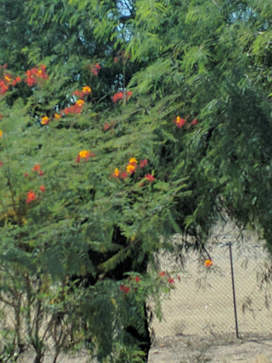 History Museum «Pueblo Grande», reviews and photos, 4619 E Washington St, Phoenix, AZ 85034, USA