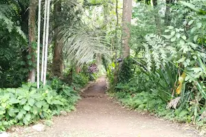 Jardin Botanique de kisantu image