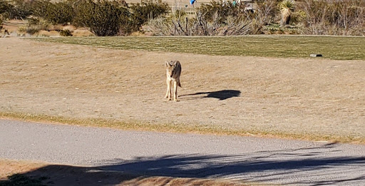 Public Golf Course «Painted Dunes Desert Golf Course», reviews and photos, 12000 McCombs Street, El Paso, TX 79934, USA