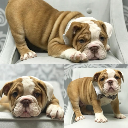 Pet Store «Furry Babies Inc», reviews and photos, 3340 Mall Loop Dr, Joliet, IL 60431, USA