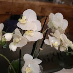 Photo n°4 de l'avis de Carmen.e fait le 07/11/2021 à 05:42 sur le  Cafe Flora à Bad Harzburg