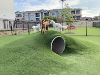 Paw Oasis Pet Resort - Photo 5 - Car repair in The Colony, TX, Plano