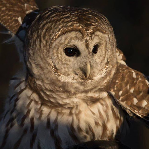 Nature Preserve «Iowa Raptor Center», reviews and photos, 2095 Mehaffey Bridge Rd NE, Solon, IA 52333, USA