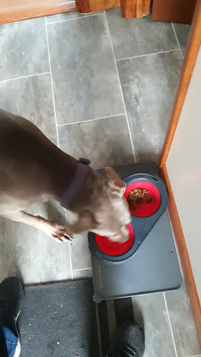 Pet Store «Pet Valu», reviews and photos, 511 S Oxford Valley Rd, Fairless Hills, PA 19030, USA