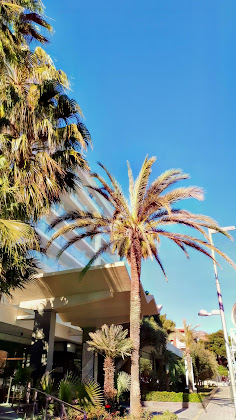 Vidéos hôtels Hotel Riu Festival 07610 Palma