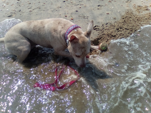 Park «Henry Hudson Trail / Popamora Point», reviews and photos, Shore Dr, Atlantic Highlands, NJ 07716, USA