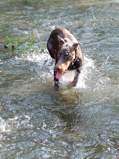 Dog Park «Murfreesboro Bark Park», reviews and photos, 1540 W College St, Murfreesboro, TN 37130, USA