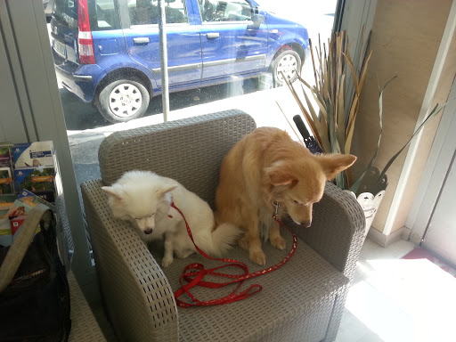 Pensioni per cani e dog hotel a Clinica Veterinaria H24 Pet'S Life