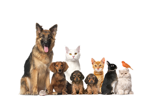 Гомеовет: товары для животных, ветеринарная аптека