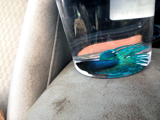 Pet Supply Store «PetSmart», reviews and photos, 1072 Bullsboro Dr, Newnan, GA 30265, USA