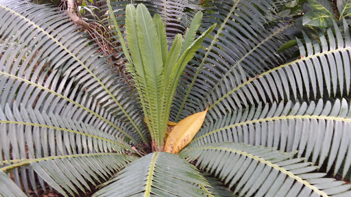 Botanical Garden «Botanical Building», reviews and photos, 1549 El Prado, San Diego, CA 92101, USA