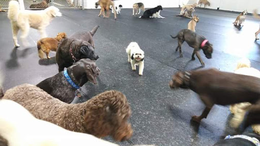 Dog Trainer «Suite Dog Daze», reviews and photos, 2090 Front St NE, Salem, OR 97301, USA