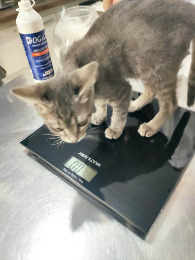 Clínica Veterinária Toca de Assis em São Paulo - SP