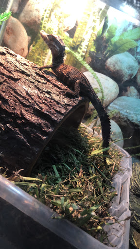 Reptile Store «Reptile Pets Direct», reviews and photos, 8088 Pat Booker Rd, Live Oak, TX 78233, USA