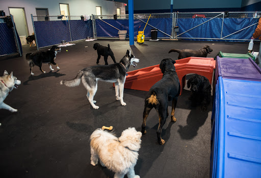 Little White Dog Doggie Daycare