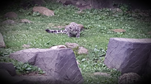 Zoo «Fragile Desert», reviews and photos, 3300 Golf Rd, Brookfield, IL 60513, USA